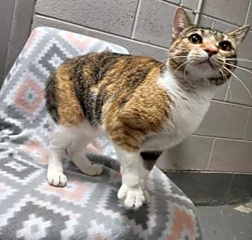 Photo of LOUISE @ PETSMART JACKSON TN