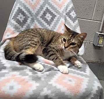 Photo of THELMA @ PETSMART IN JACKSON TN