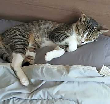 Photo of Simba