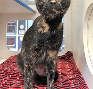Photo of Tequila