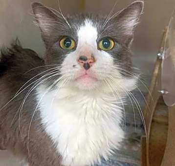 Photo of Mercutio
