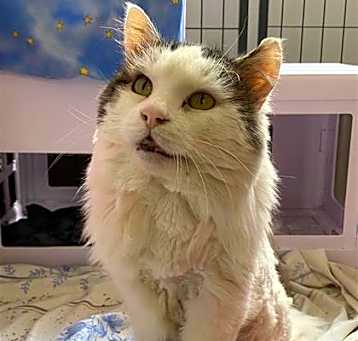 Photo of Long John Silver