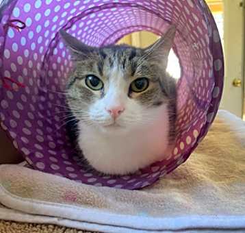 Photo of Cleo