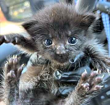 Photo of *SOOT SPRITE
