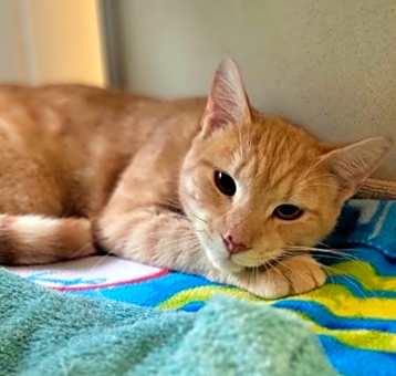 Photo of Baxter
