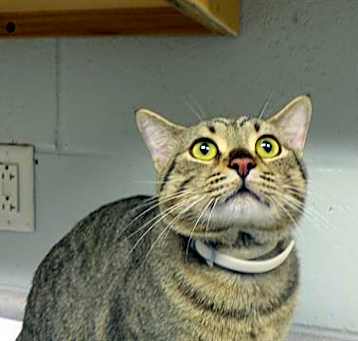 Photo of NUTMEG