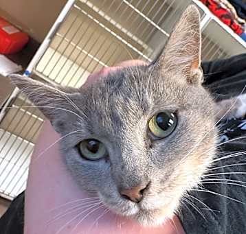 Photo of Nyla