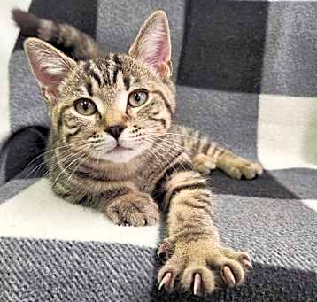 Photo of Penne (petsmart)