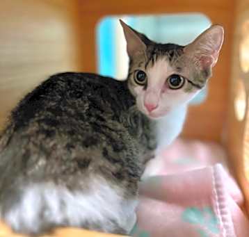 Photo of Santo