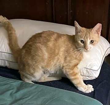 Photo of Ginger