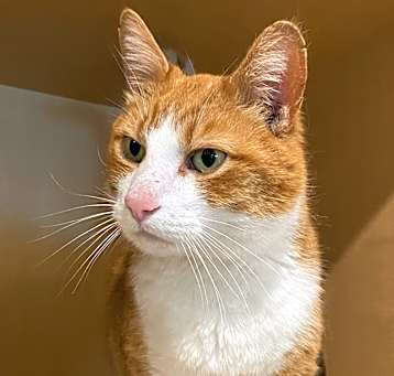 Photo of Tigger