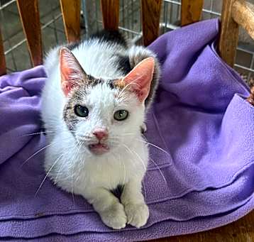 Photo of Peach