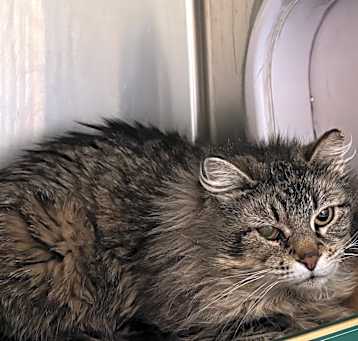 Photo of Sybil
