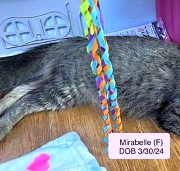 Photo of Mirabelle