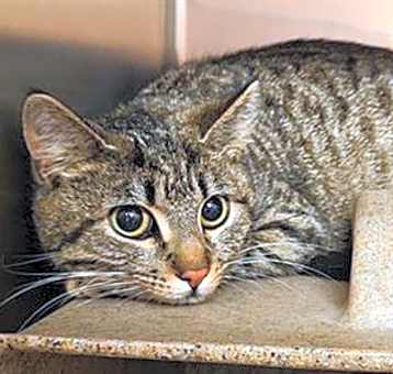 Photo of TNR-CASSIE
