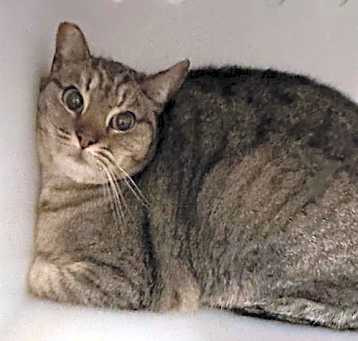 Photo of TNR-REGAN