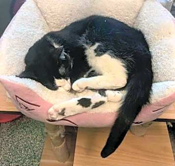 Photo of Oreo