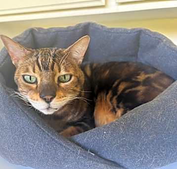 Photo of Dexter