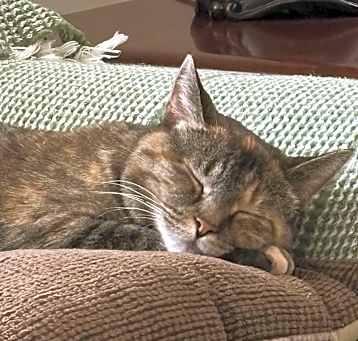 Photo of Lovey