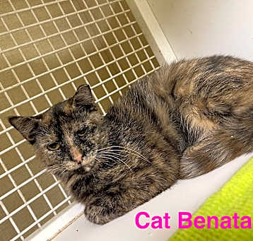Photo of Cat Benatar