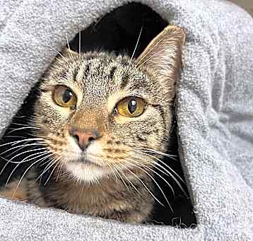 Photo of Rugbug