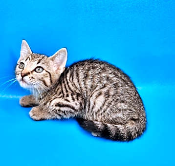 Photo of Almond