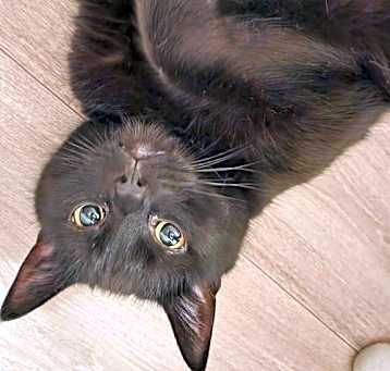Photo of GOMA - Offered by Owner - Snuggle Buddy