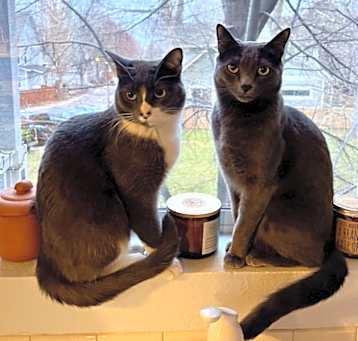Photo of Kira and Kaly (2 cats)