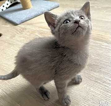 Photo of Mini Gerber