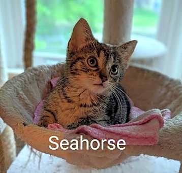 Photo of Seahorse