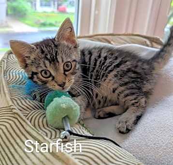 Photo of Starfish