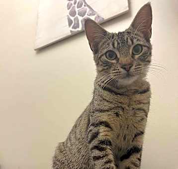 Photo of Buddy @ Petsense