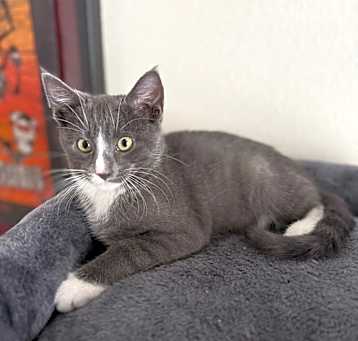 Photo of Cupid - Chino Hills Location  *Available Friday, 5/9*