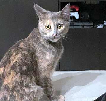 Photo of Suki