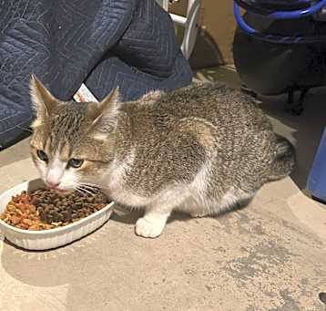 Photo of Kitty sweetie