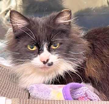 Photo of Patti Cakes