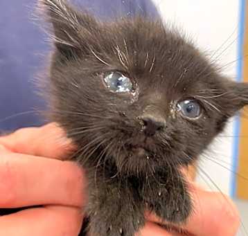 Photo of Minerva