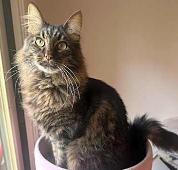 Photo of Thor