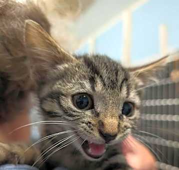 Photo of Tabatina - At shelter