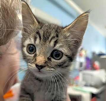 Photo of Max - At shelter