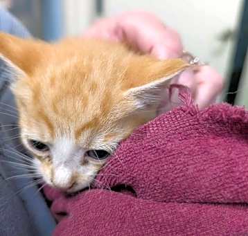 Photo of Titan - Not at shelter (Kristy)