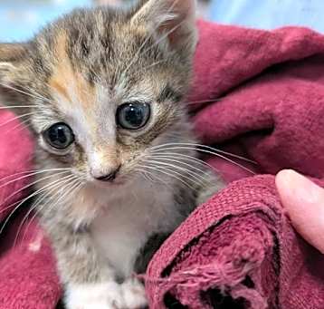 Photo of Virginia - Not at shelter (Kristy)