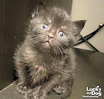 Photo of Baby Winston