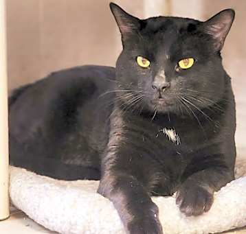 Photo of Sirius