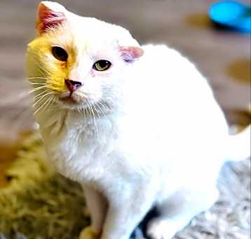 Photo of Daisy
