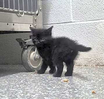Photo of Coal