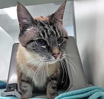 Photo of Squeaks 006018