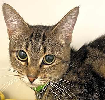 Photo of Marigold