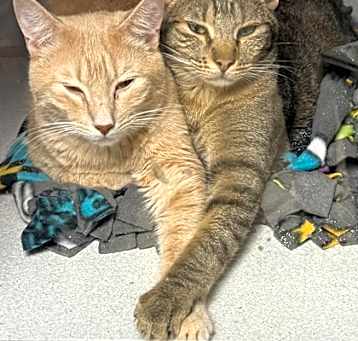 Photo of BUTTERS & Ziggy - Bonded Pair