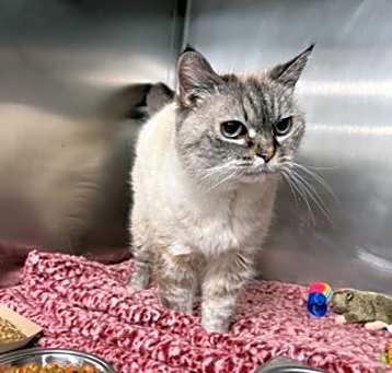 Photo of Casper